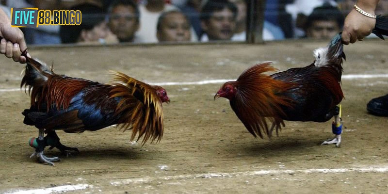 Đá Gà Mộc Bài - Trải Nghiệm Giải Trí Kịch Tính Và Thăng Hoa