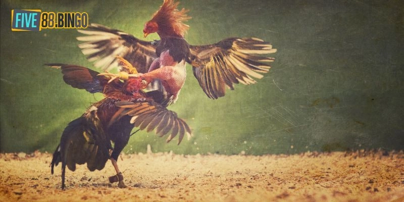 Đá Gà Trực Tiếp - Sảnh Cược Đẳng Cấp Hàng Đầu Của Five88