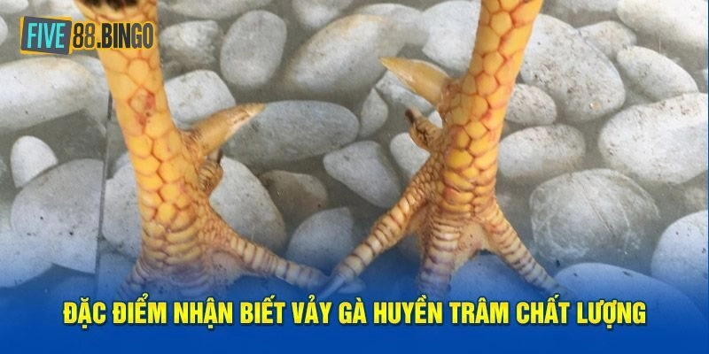 FIVE88 | Vảy Gà Huyền Trâm Dấu Hiệu Nhận Biêt Thần Kê