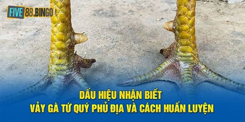 Five88 | Dấu Hiệu Nhận Biết Vảy Gà Tứ Quý Thần Kê Xuất Sắc